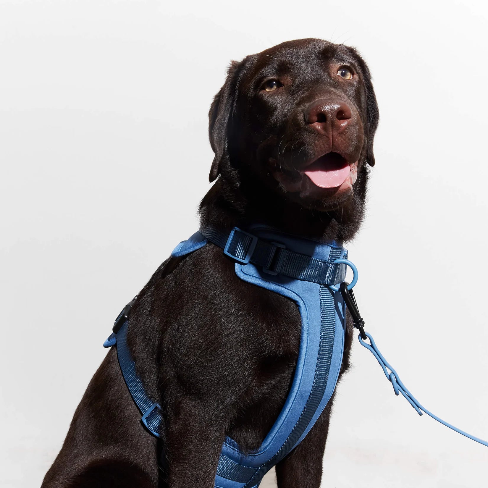 yonder dog Harness Blue