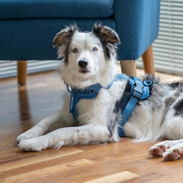yonder dog Harness Blue