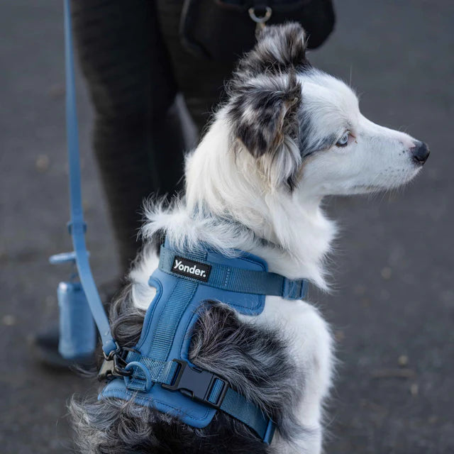 yonder dog Harness Blue
