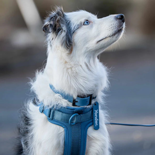 yonder dog Harness Blue