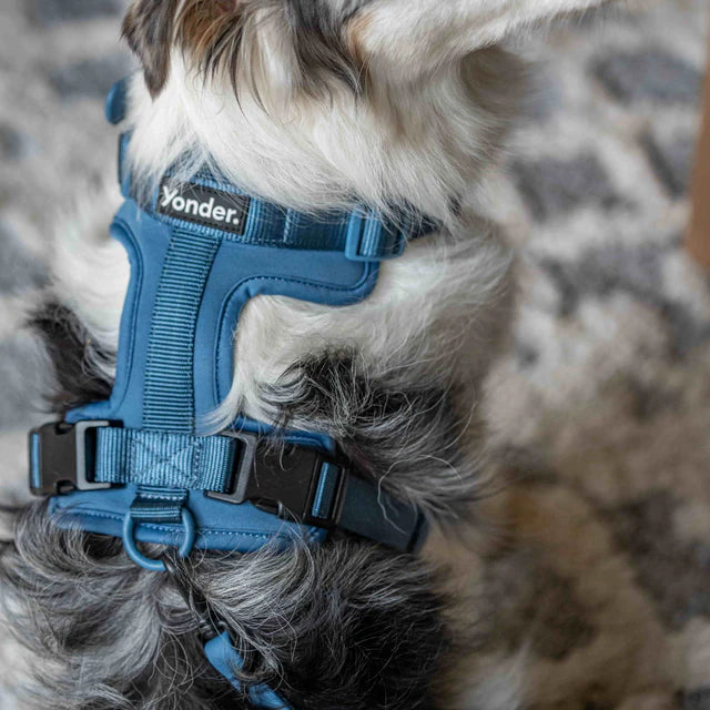 yonder dog Harness Blue
