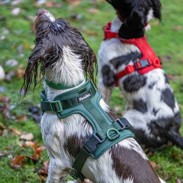yonder dog Harness Green