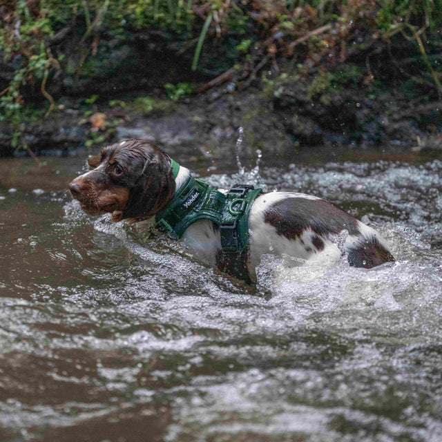 yonder dog Harness Green