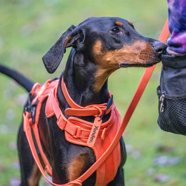 yonder dog Harness Peach