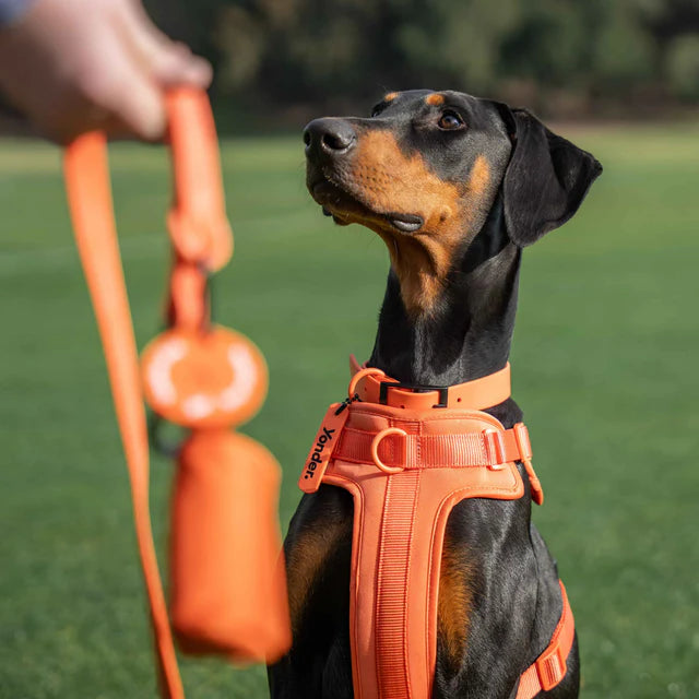 yonder dog Harness Peach