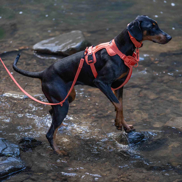 yonder dog Harness Peach
