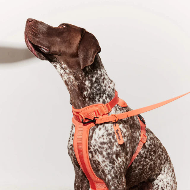 yonder dog Harness Peach