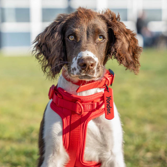 yonder dog Harness Red
