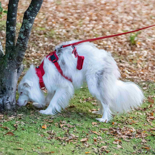 yonder dog Harness Red