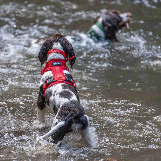 yonder dog Harness Red