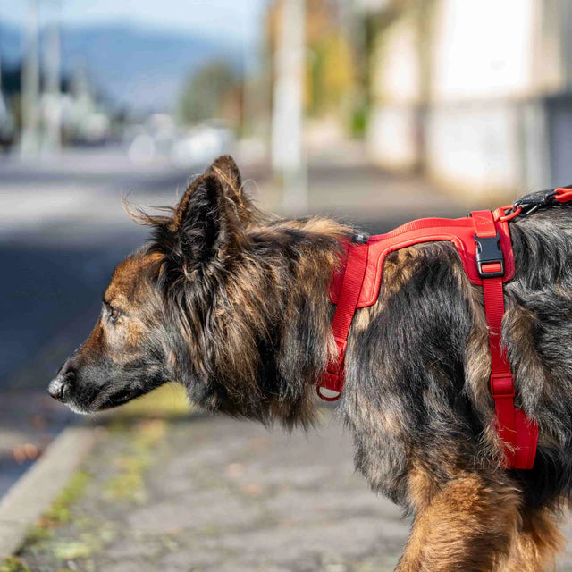 yonder dog Harness Red