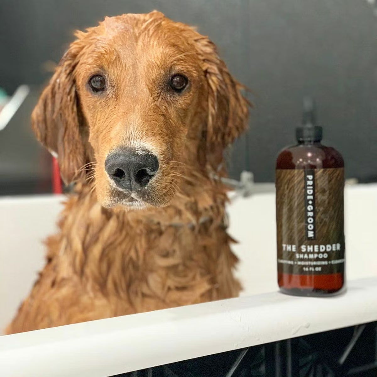 PRIDE+GROOM（プライドアンドグルーム）シェダー ペットシャンプー 475ml 抜け毛ケア用 犬・猫用 | PET LAB
