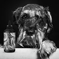 PRIDE+GROOM（プライドアンドグルーム）ノンシェダー ペットシャンプー 355ml 抜け毛が少ない犬種用 犬・猫用 | PET LAB
