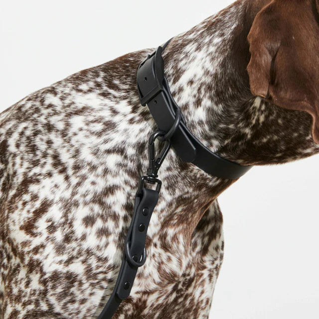 yonder dog Collar Black