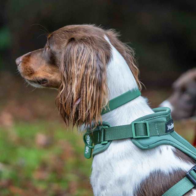 yonder dog Collar Green