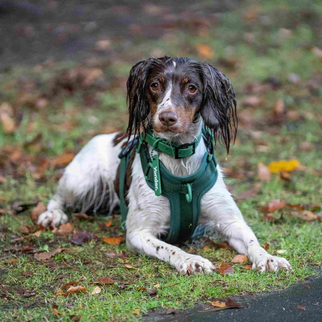 yonder dog Collar Green