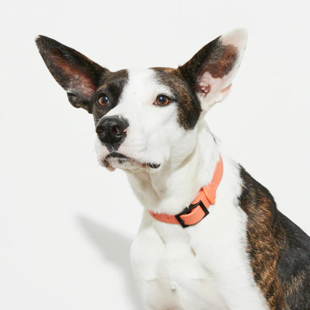 yonder dog Collar Peach