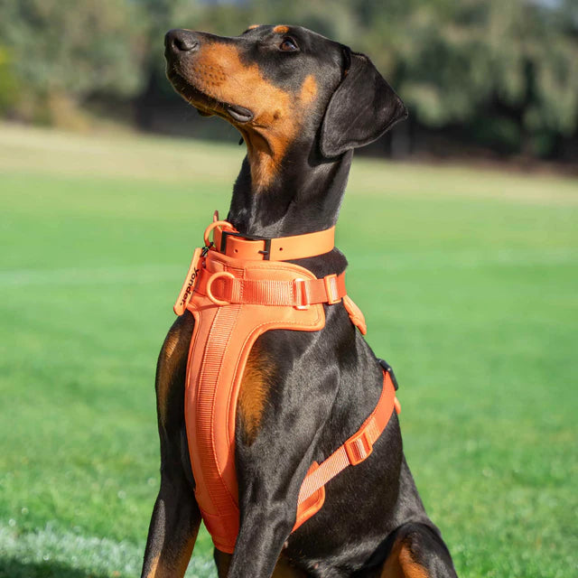 yonder dog Collar Peach