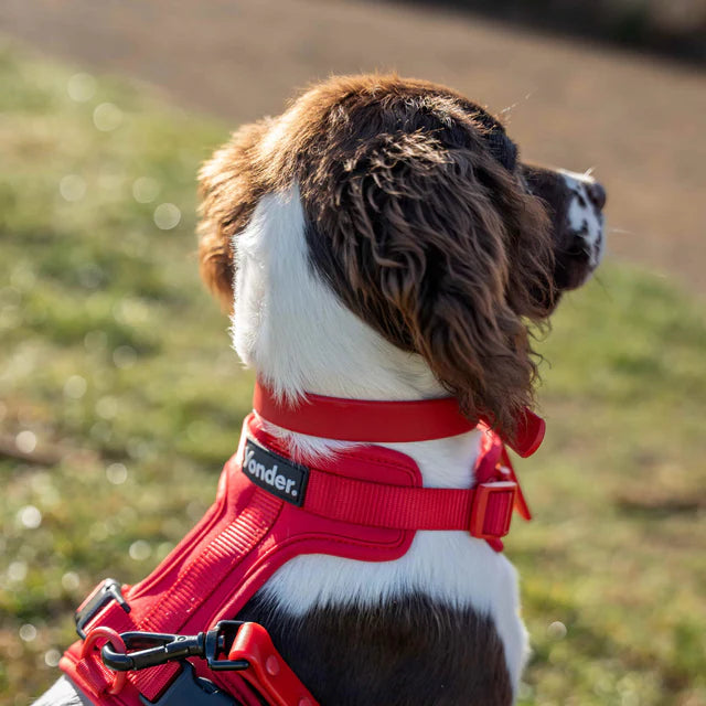 yonder dog Collar Red