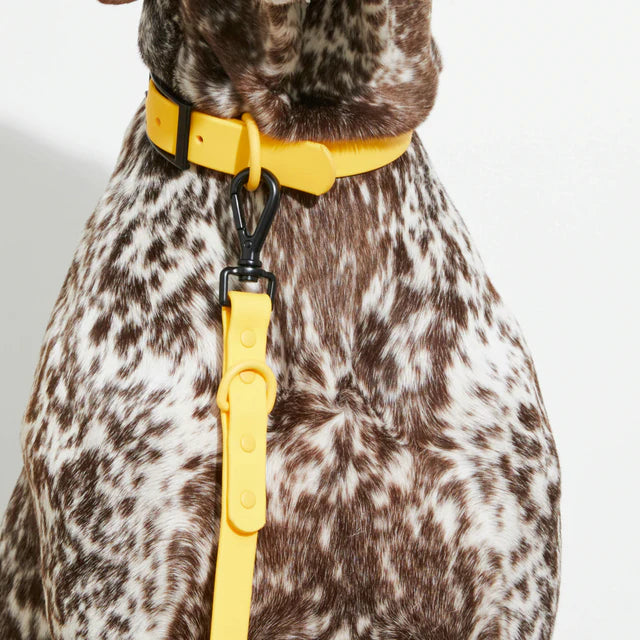 yonder dog Collar Yellow