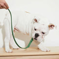yonder dog 防水マルチウェイドッグリード グリーン | 犬用リード | PET LAB
