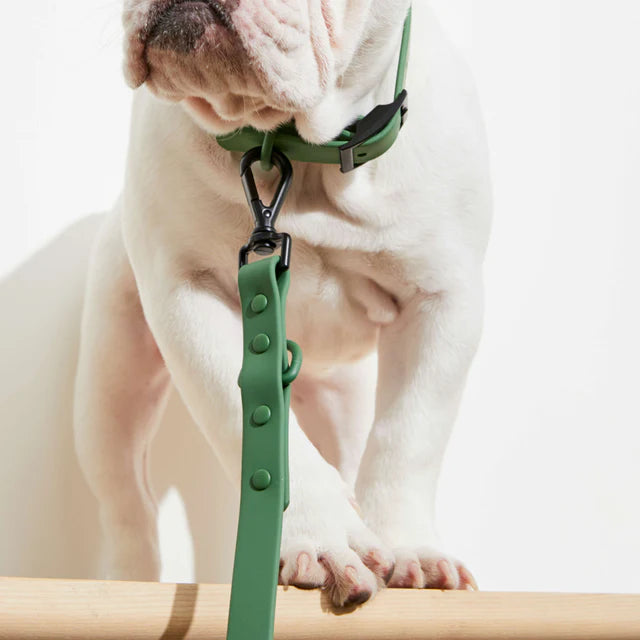 yonder dog Lead Green