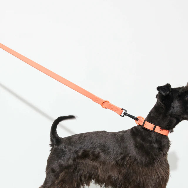 yonder dog Lead Peach