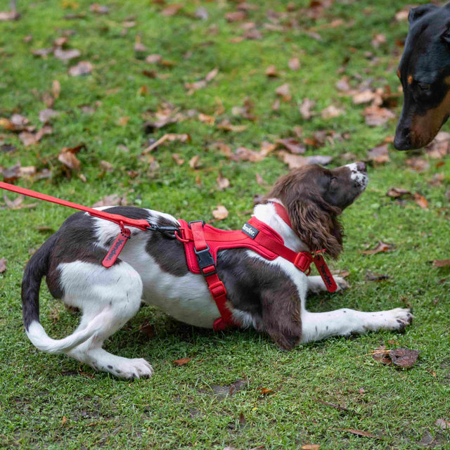 yonder dog Lead Red
