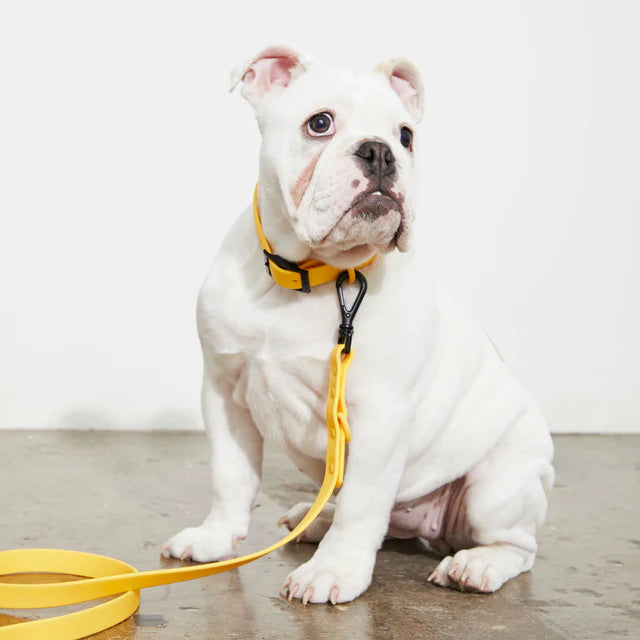 yonder dog Lead Yellow